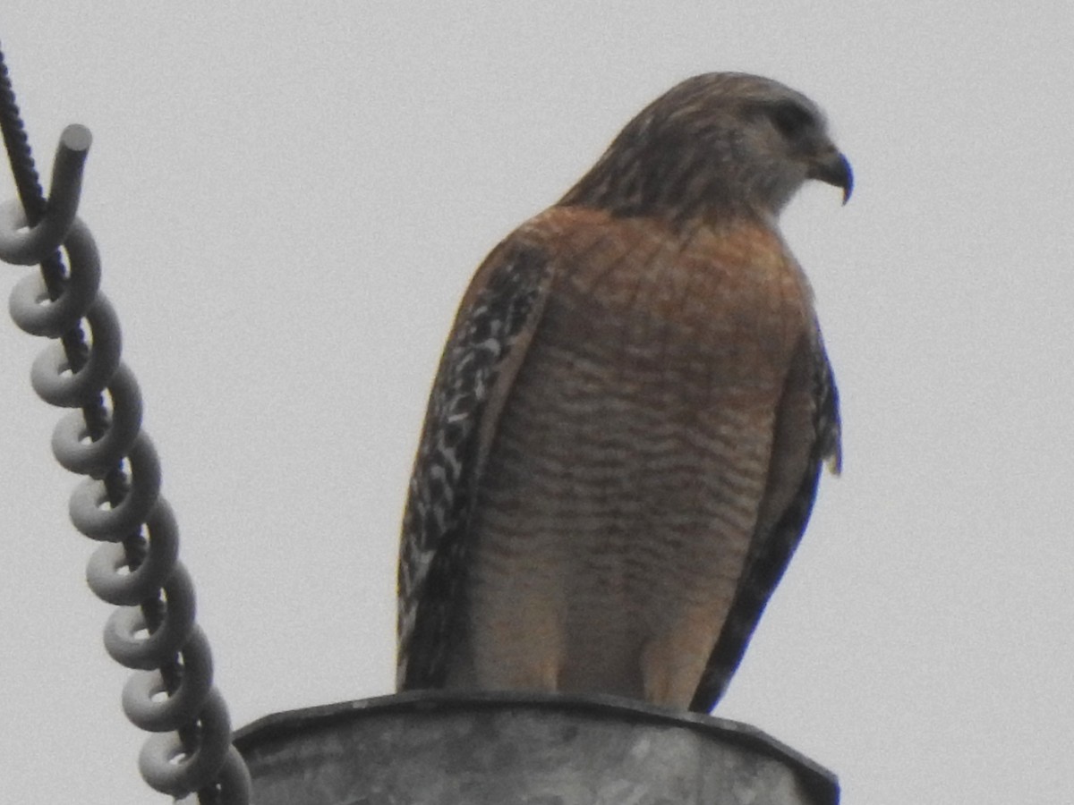 Buse à épaulettes - ML646605752