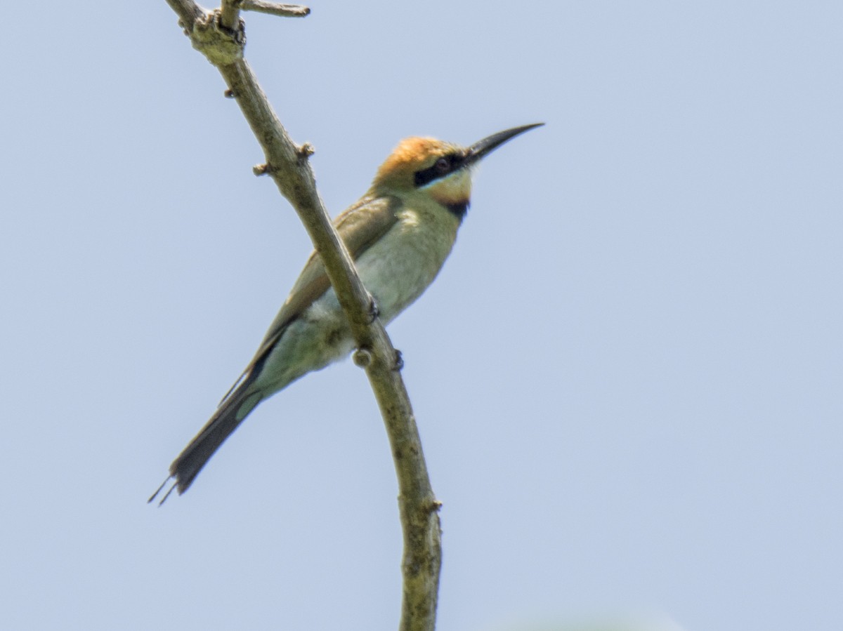 Gökkuşağı Arıkuşu - ML646605754