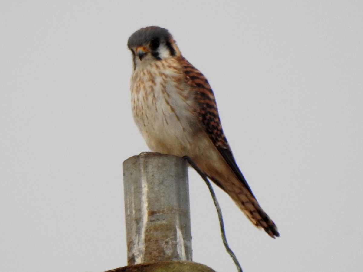 Crécerelle d'Amérique - ML646605755