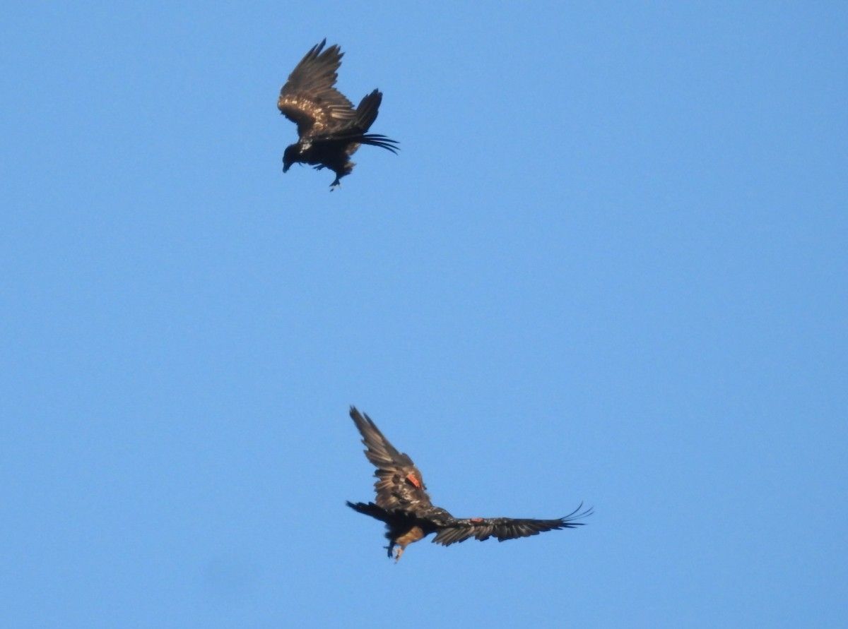 Bearded Vulture - ML646605757