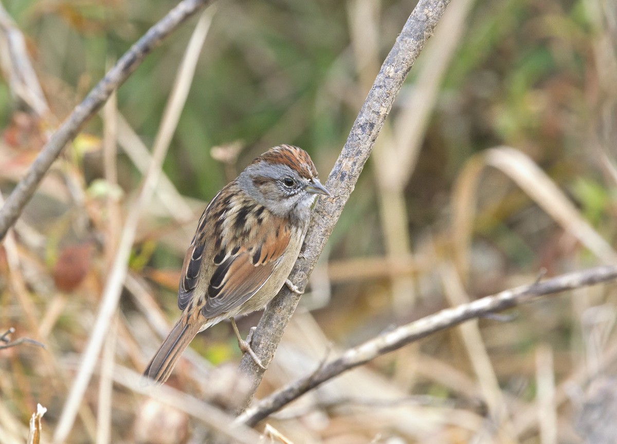 Bruant des marais - ML646605758