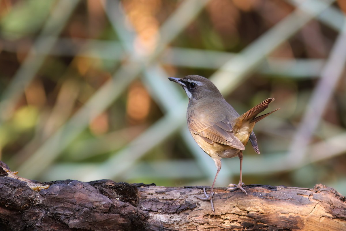 Siberian Rubythroat - ML646605762