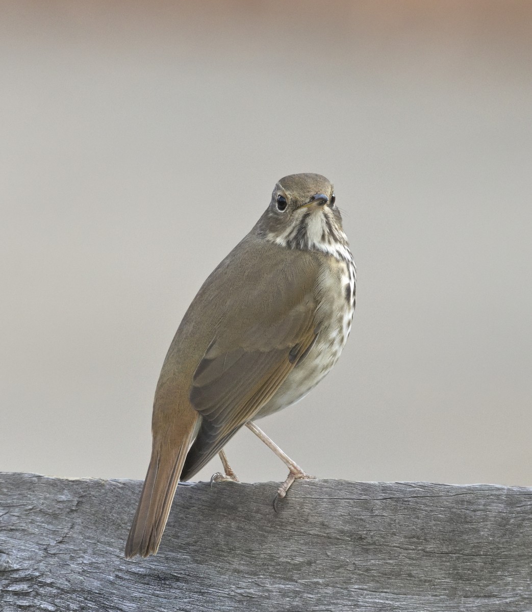 Hermit Thrush - ML646605767