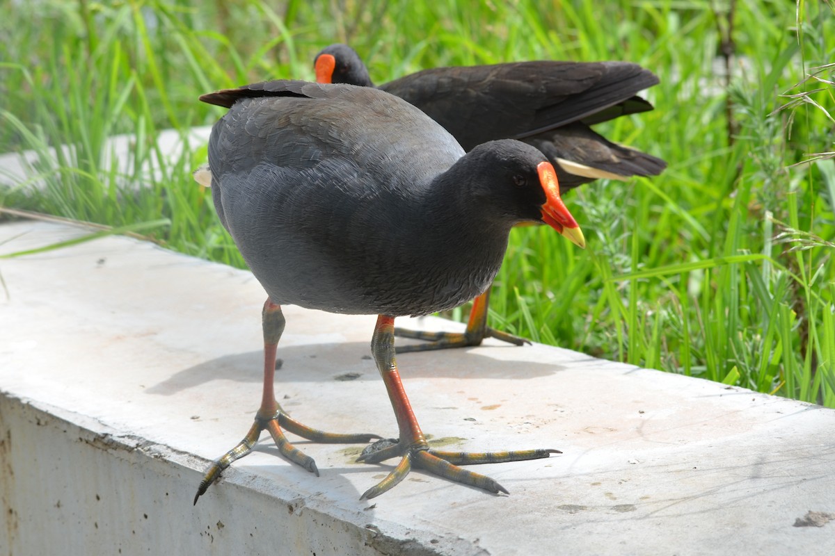 Dusky Moorhen - ML646605771