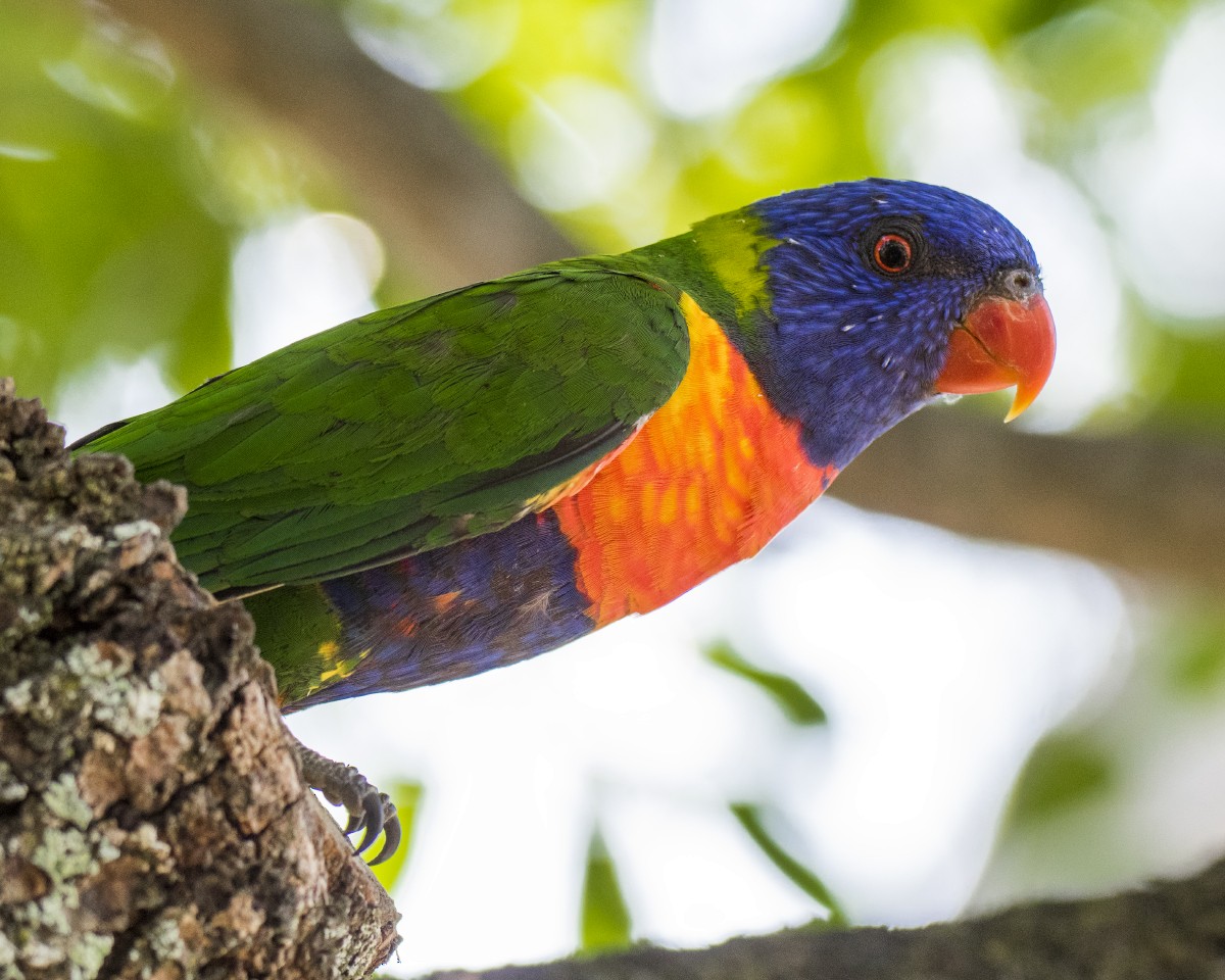 Gökkuşağı Renkli Loriket - ML646605772