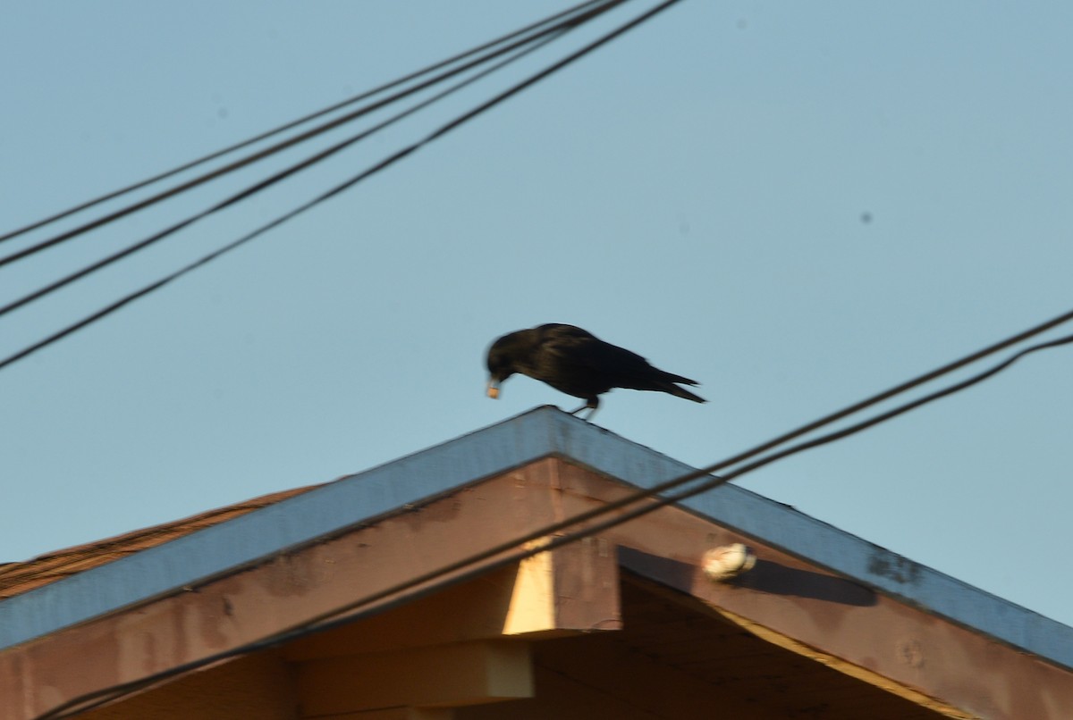 American Crow - ML646605778
