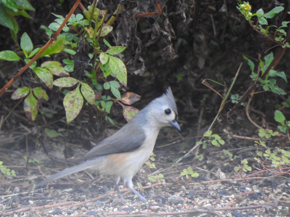 Mésange bicolore - ML646605779
