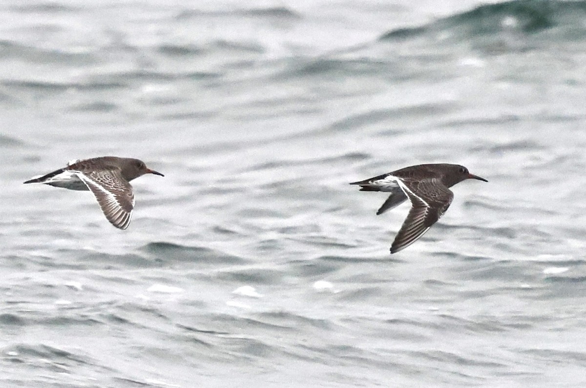 Meerstrandläufer - ML646605780