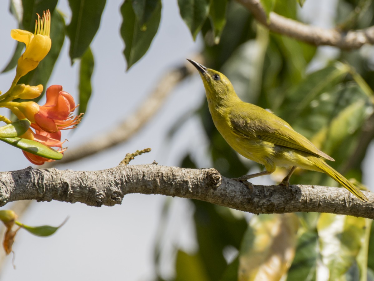 Yeşil-Sarı Balkuşu - ML646605781