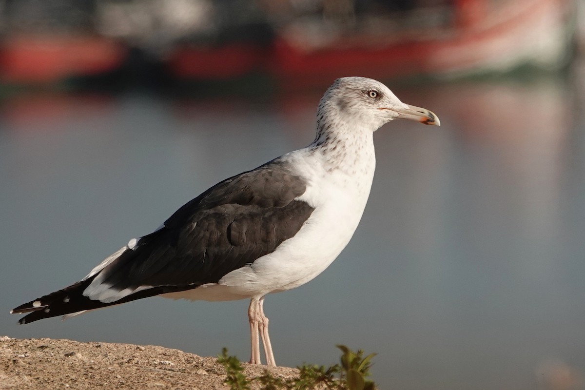 ニシセグロカモメ - ML646605782