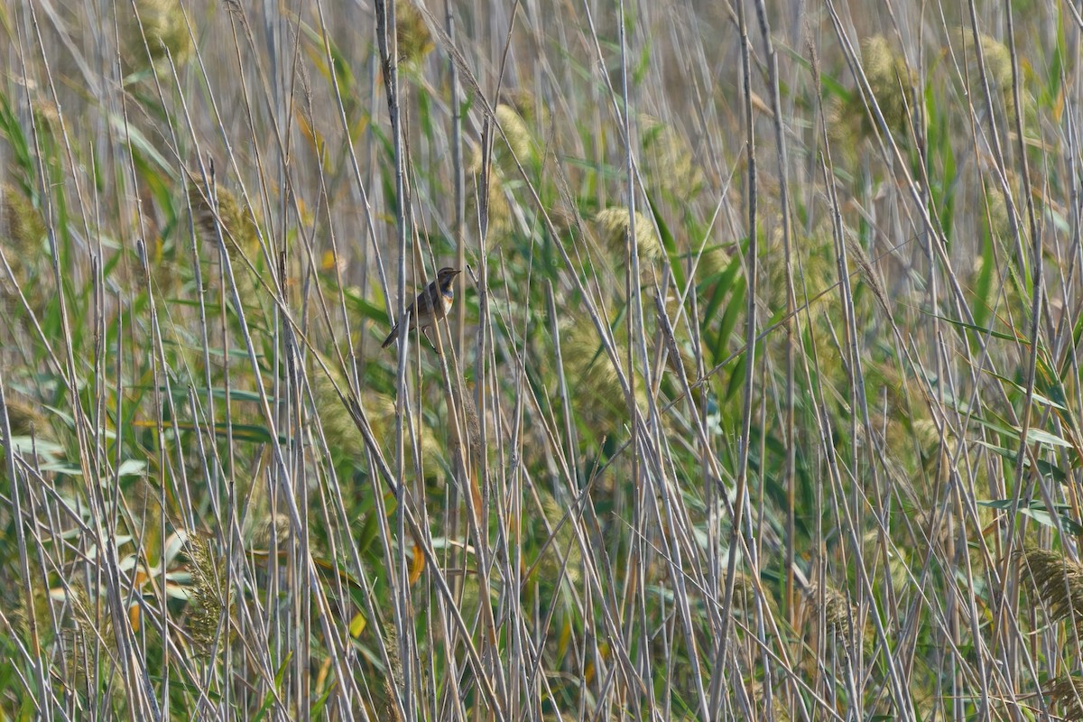 Bluethroat - ML646605785