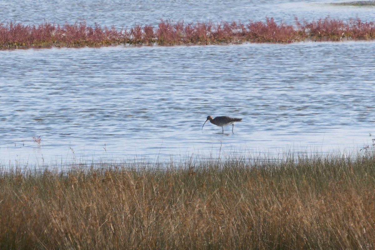 Eurasian Curlew - ML646605787