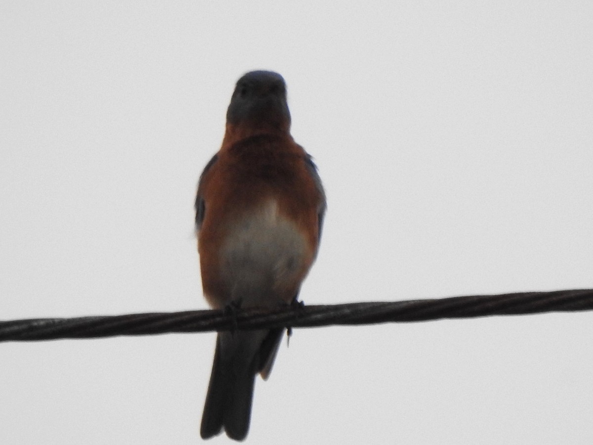 Merlebleu de l'Est - ML646605789