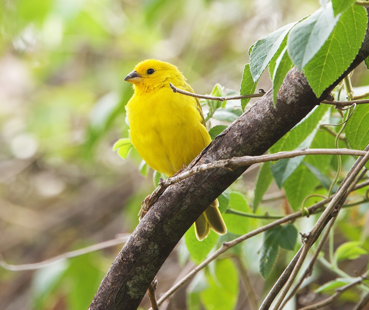 Saffron Finch - ML646605790