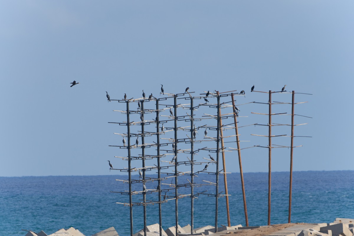 Great Cormorant (Eurasian) - ML646605791