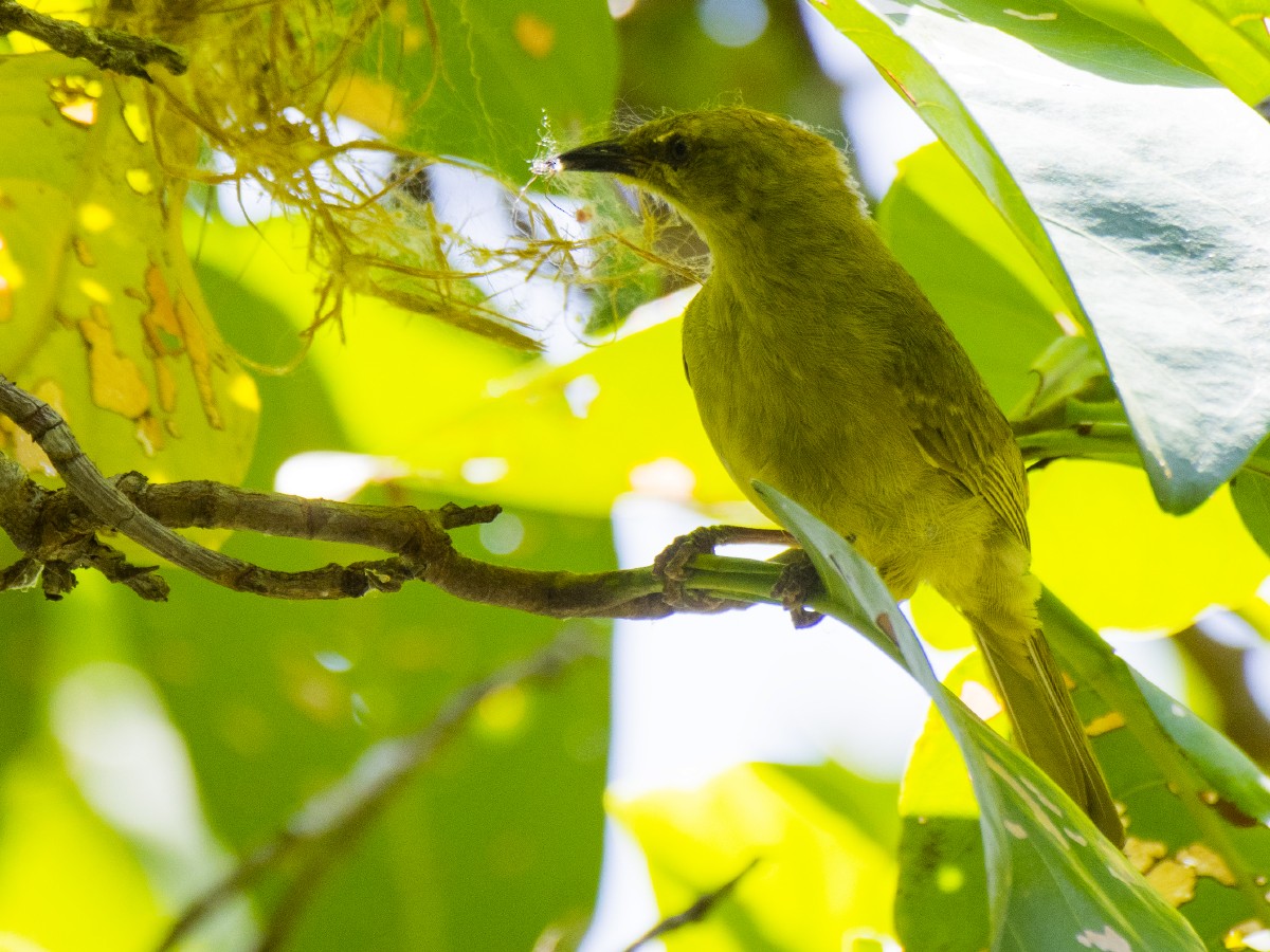 Yeşil-Sarı Balkuşu - ML646605794