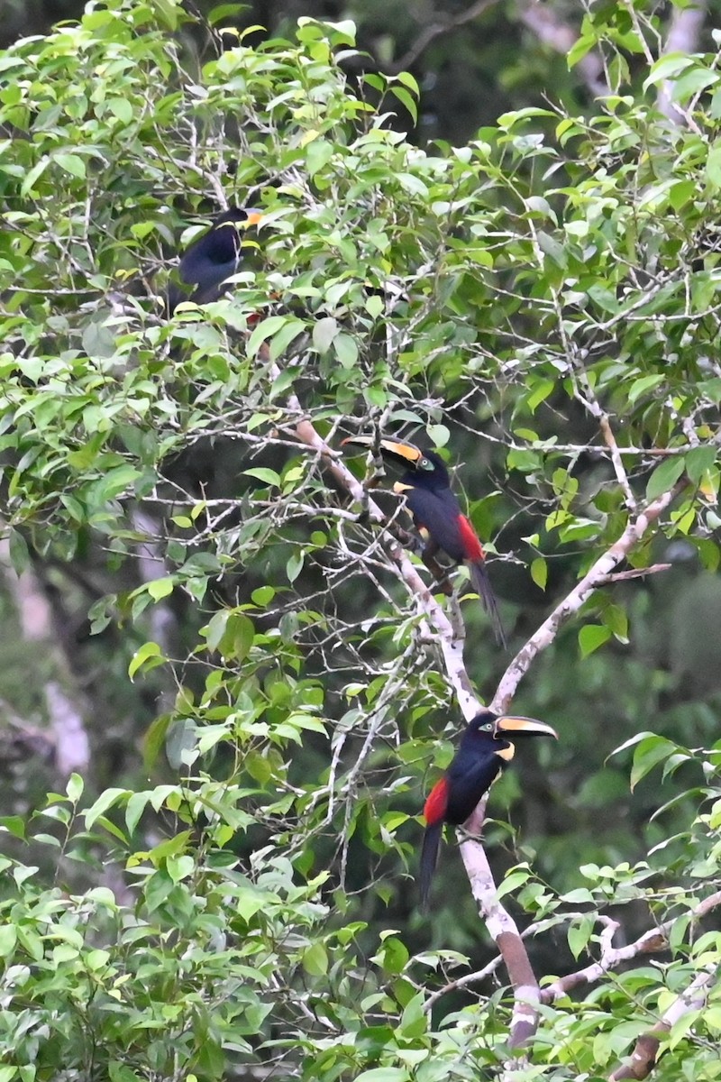 Many-banded Aracari - ML646605795