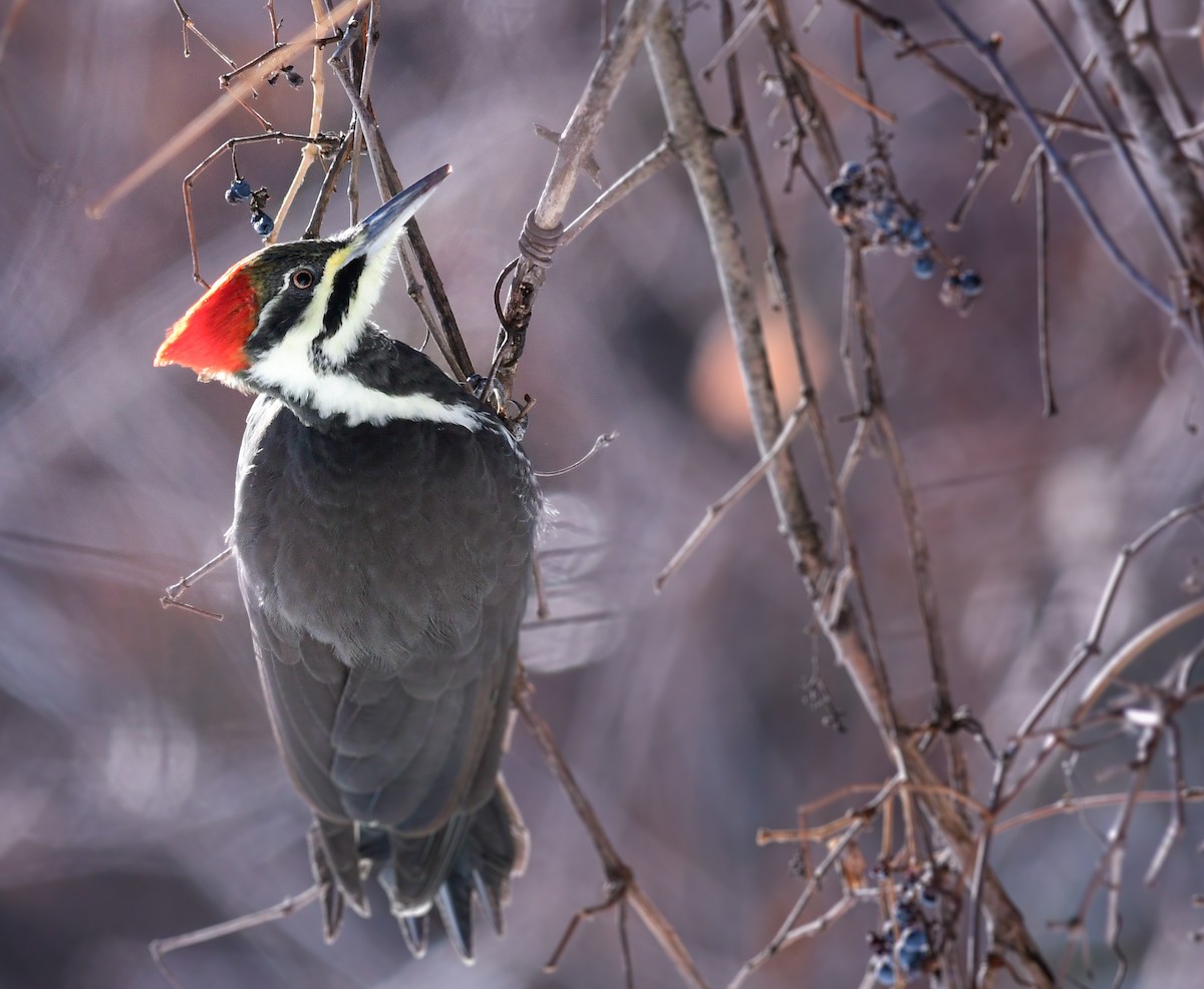 Pileated Woodpecker - ML646605796