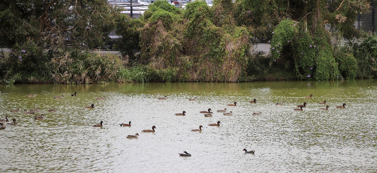 Chestnut Teal - ML646605797