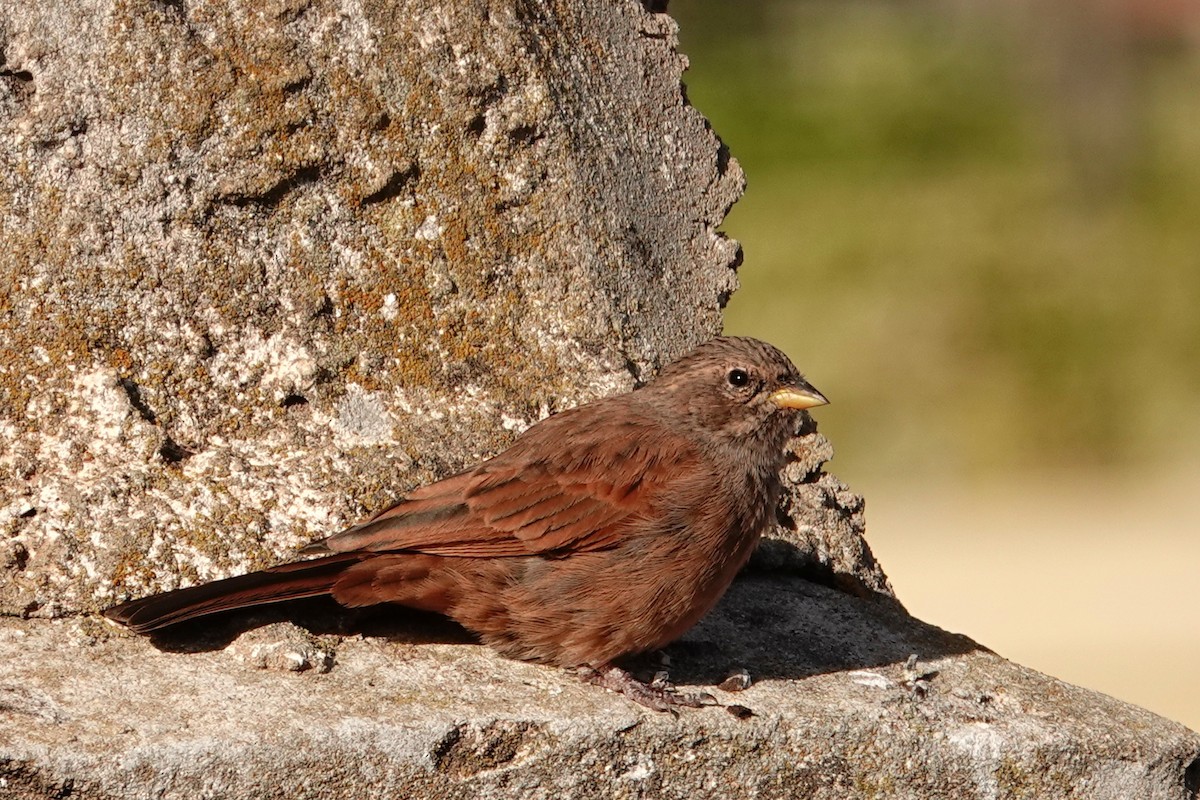 イエホオジロ - ML646605799