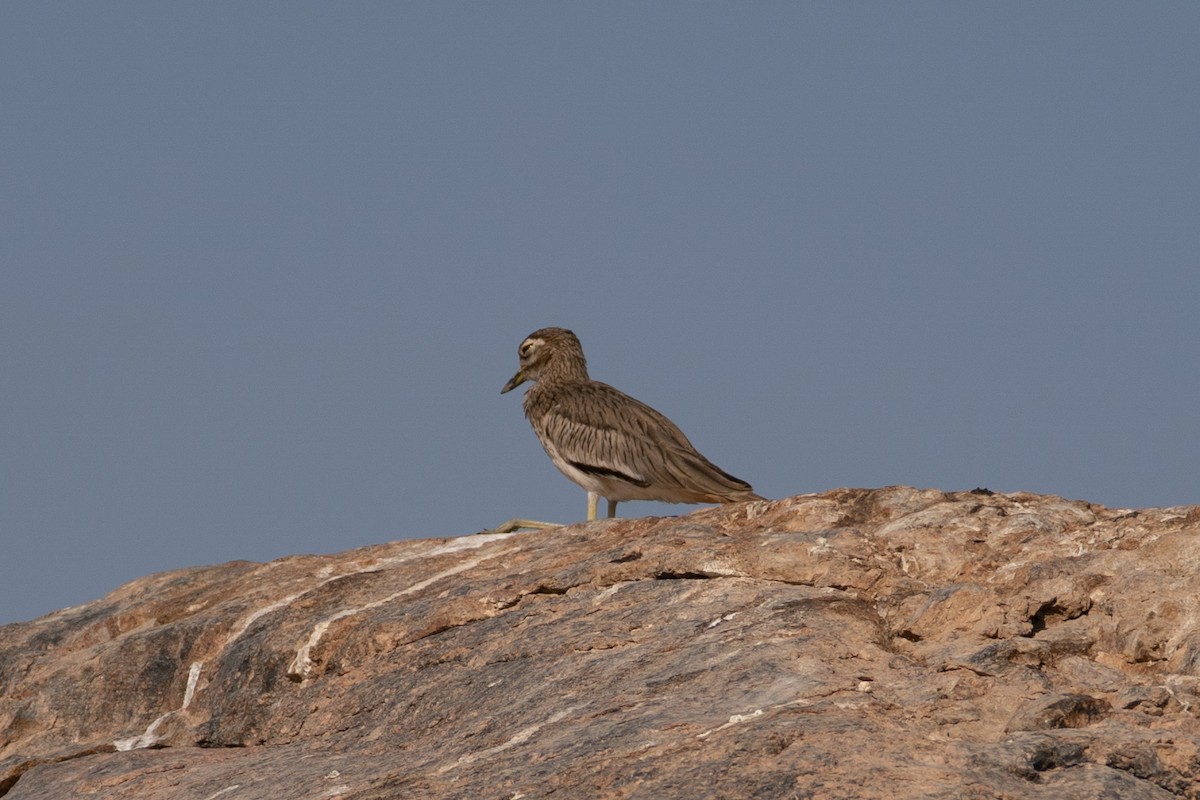 Лежень річковий - ML646605800