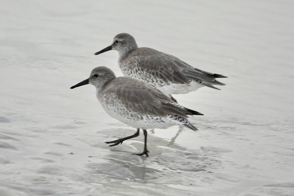 jespák rezavý - ML646605801