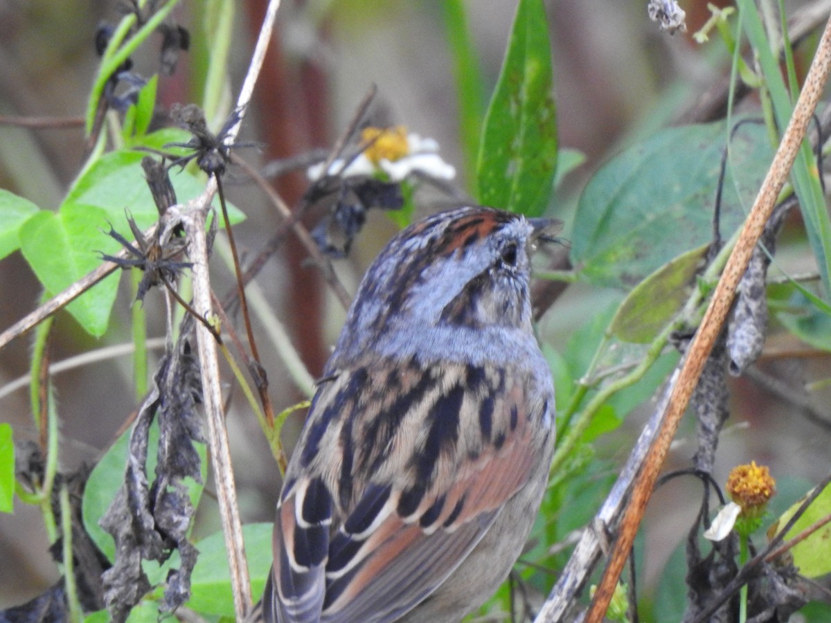 Bruant des marais - ML646605802