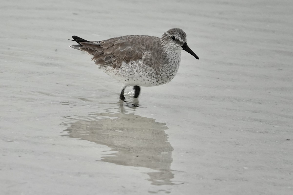 jespák rezavý - ML646605804