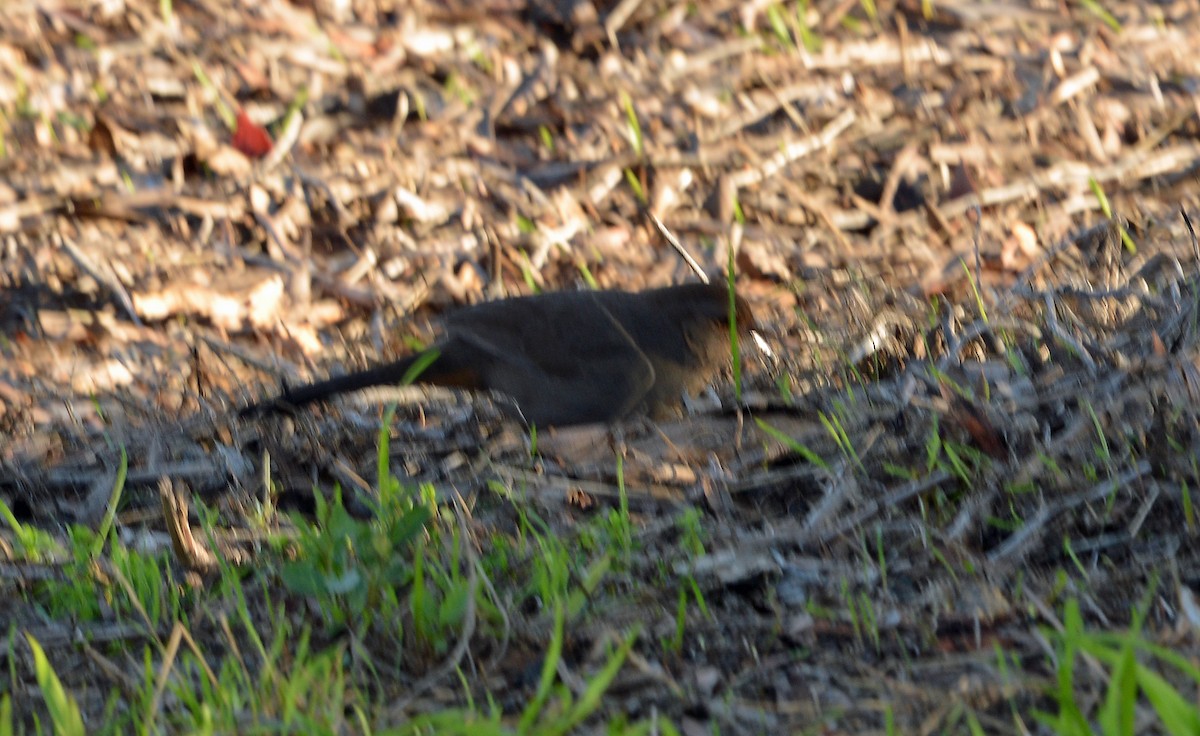 California Towhee - ML646605805
