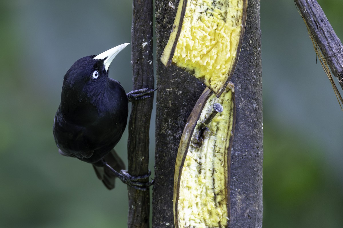 Scarlet-rumped Cacique - ML646605806