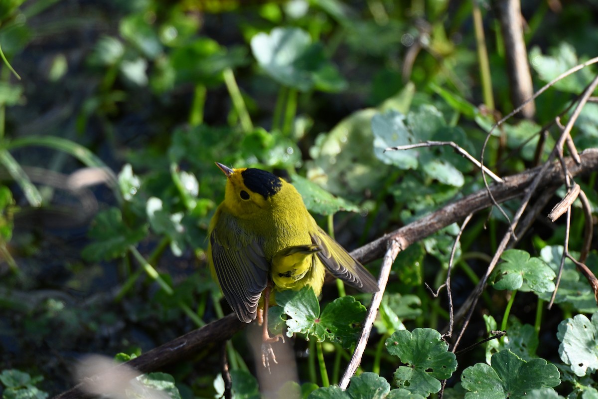 Wilson's Warbler - ML646605807