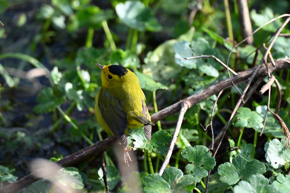 Wilson's Warbler - ML646605808
