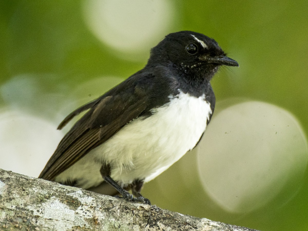 Bahçe Katmerkuyruğu - ML646605809