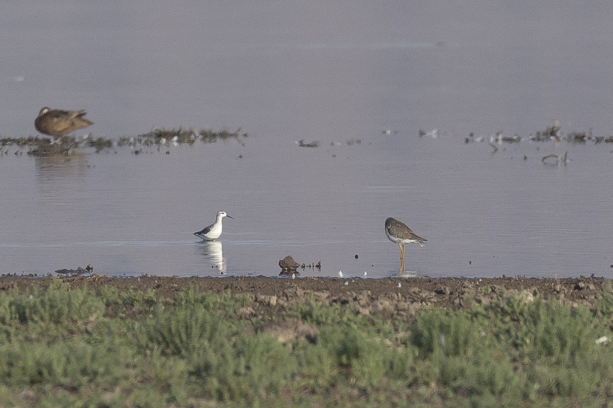 Wilson's Phalarope - ML646605810