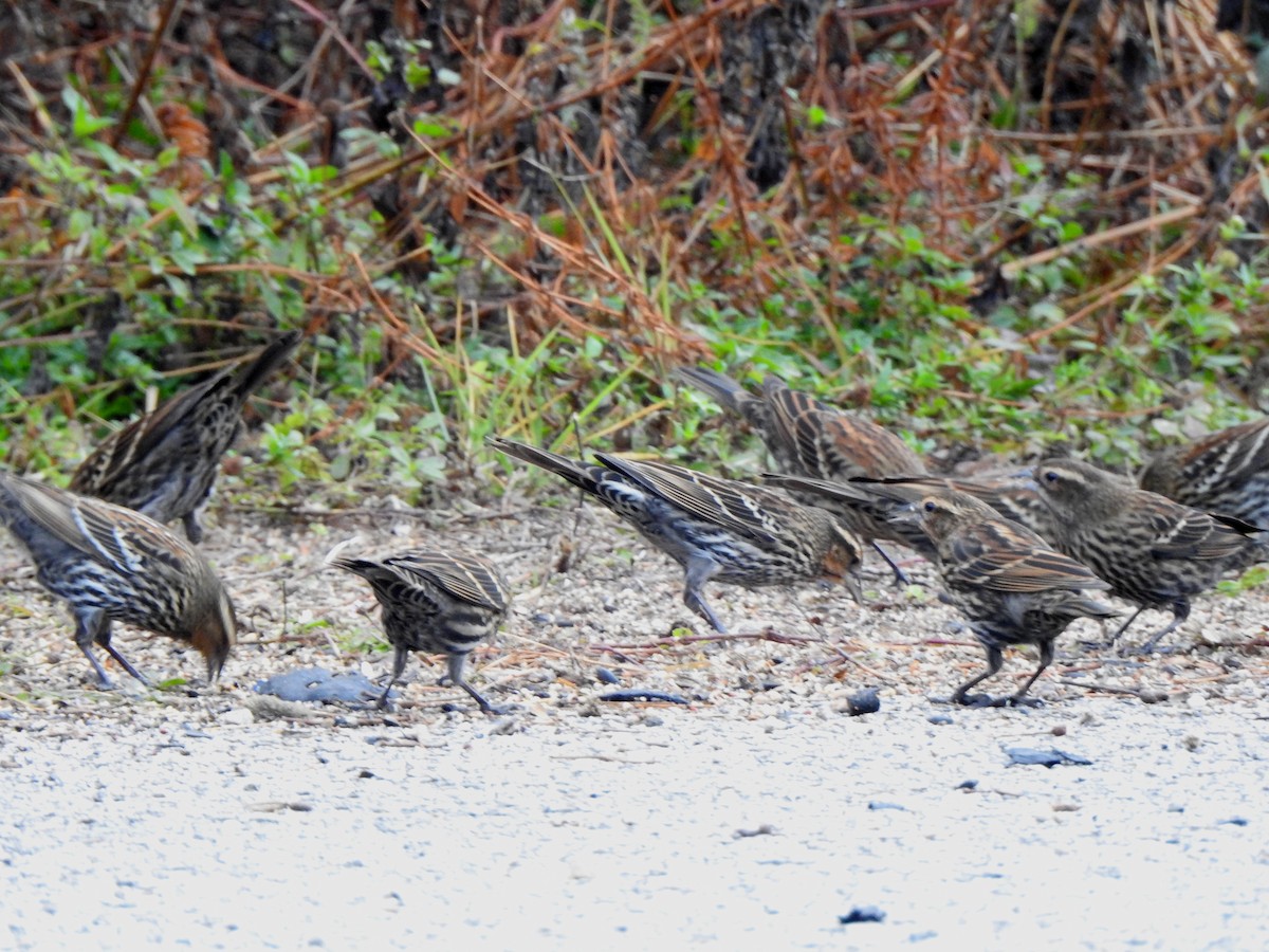 Red-winged Blackbird - ML646605811