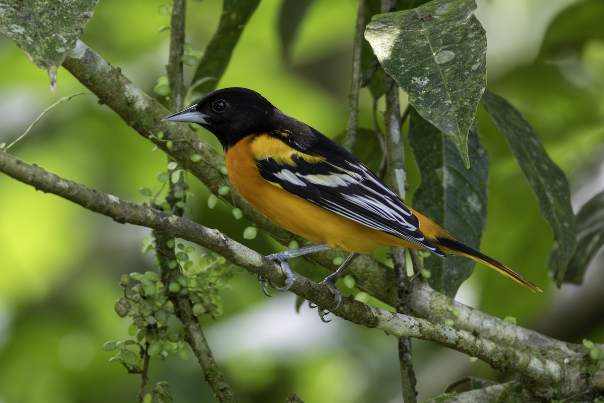 Baltimore Oriole - ML646605812