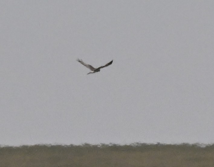 moták východní - ML646605841