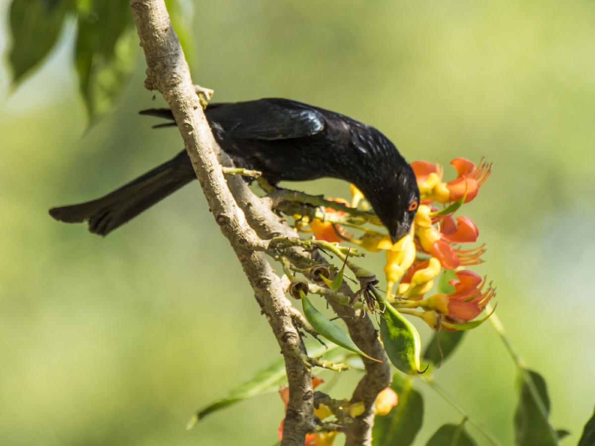 Yıldızlı Drongo - ML646605844