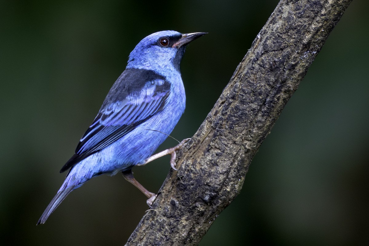Blue Dacnis - ML646605845