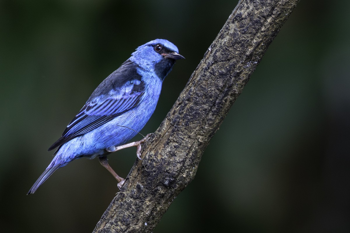Blue Dacnis - ML646605846