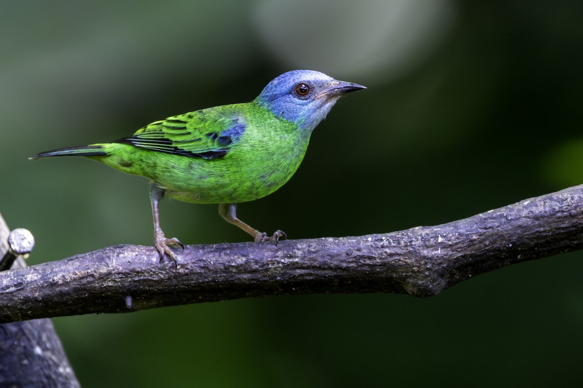 Blue Dacnis - ML646605847