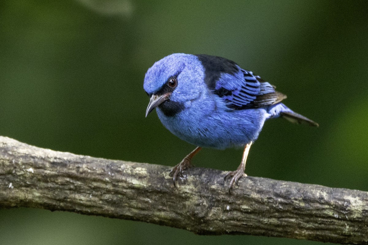 Blue Dacnis - ML646605848