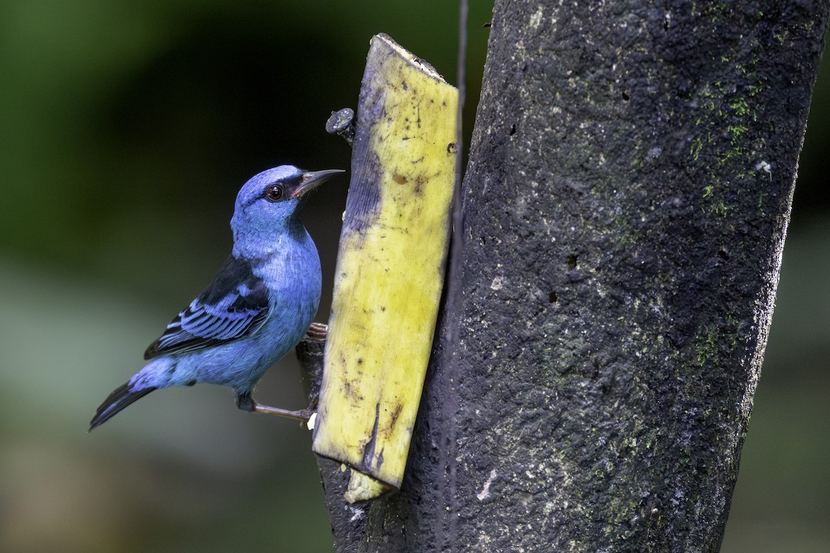 Blue Dacnis - ML646605849