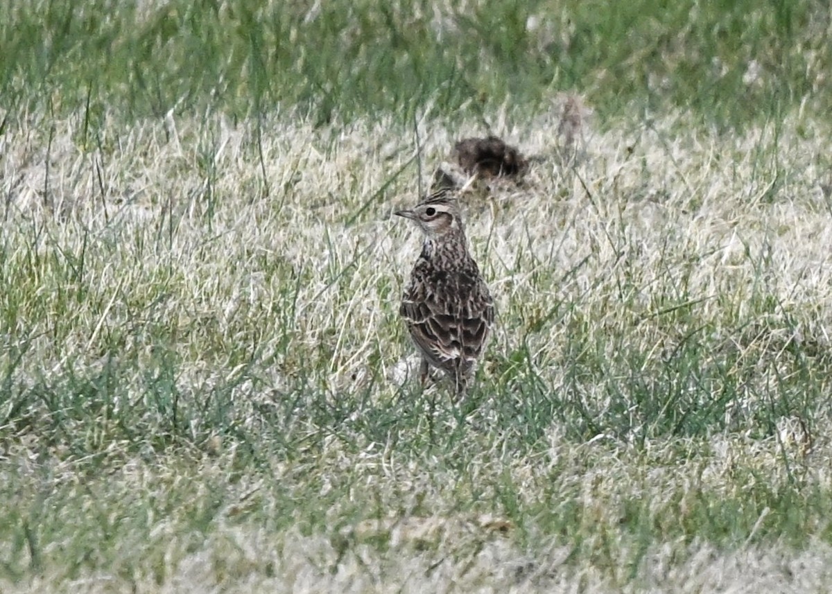 Eurasian Skylark - ML646605850
