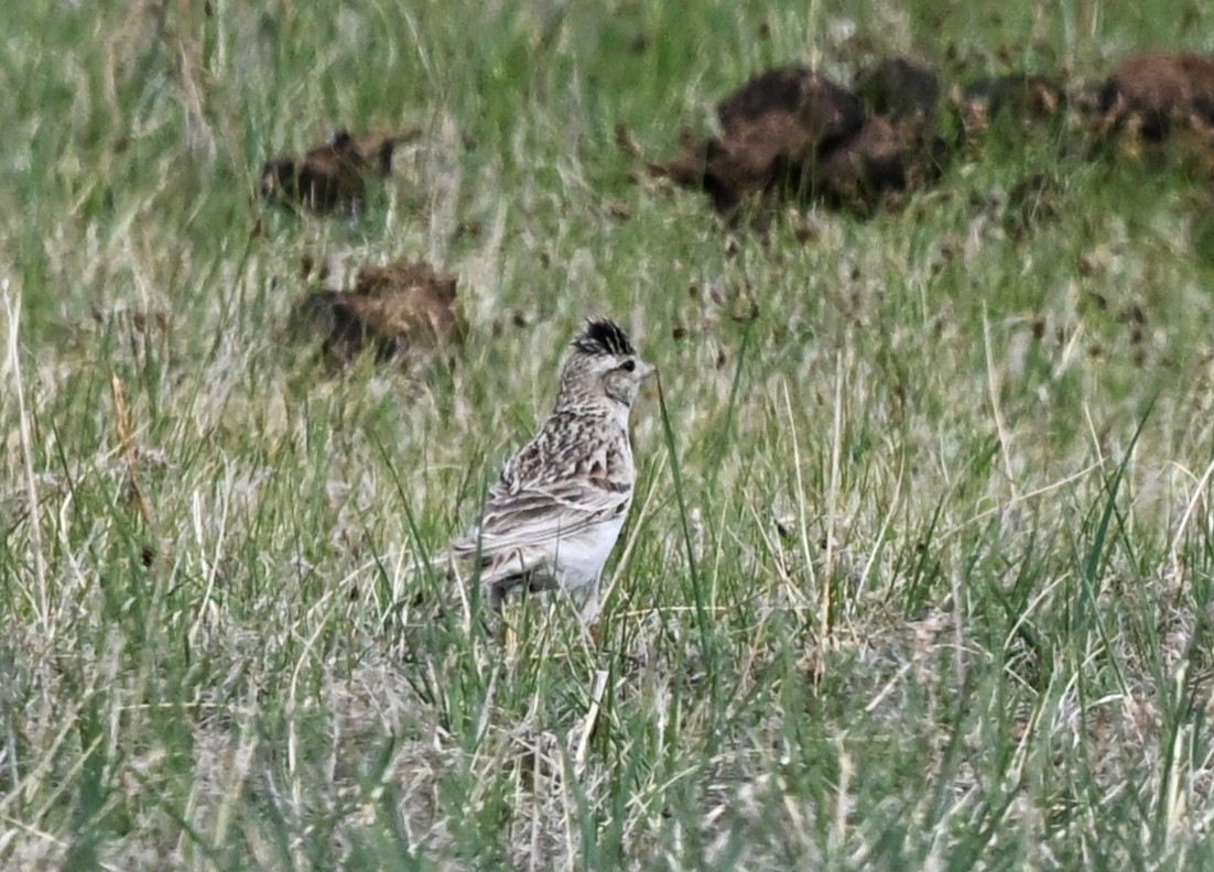 Eurasian Skylark - ML646605852
