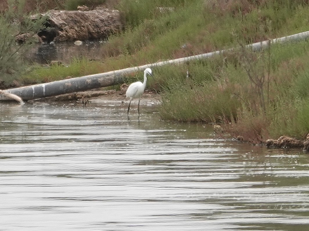volavka stříbřitá - ML646605853