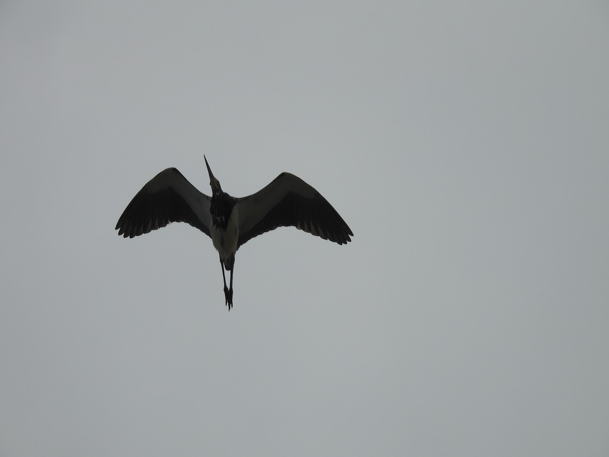 Wood Stork - ML646605854