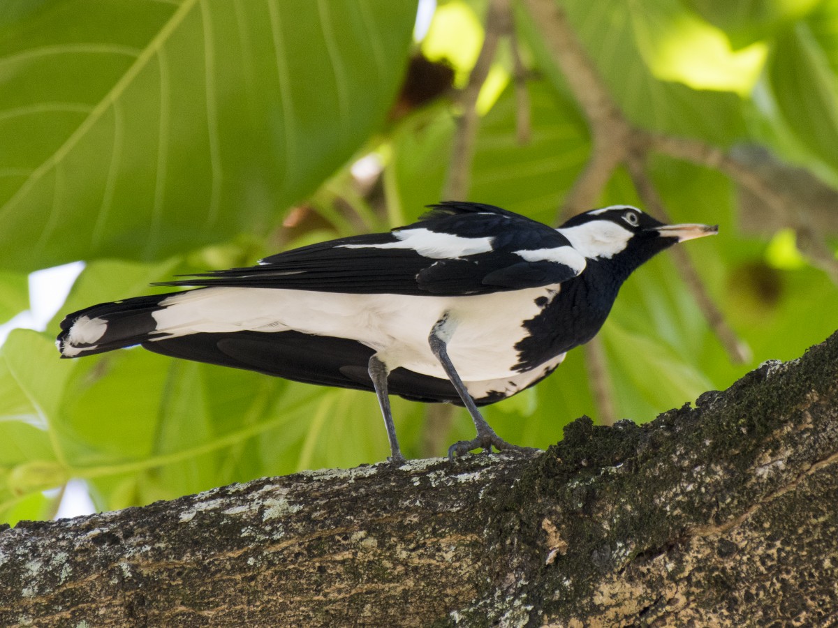 Çayır Gralinası - ML646605855