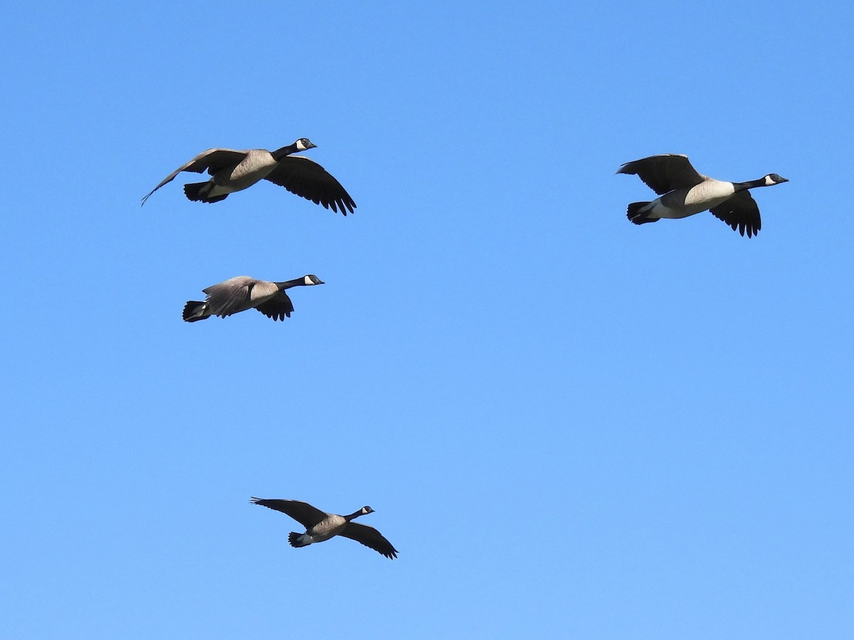 Barnacla Canadiense Grande - ML646605861