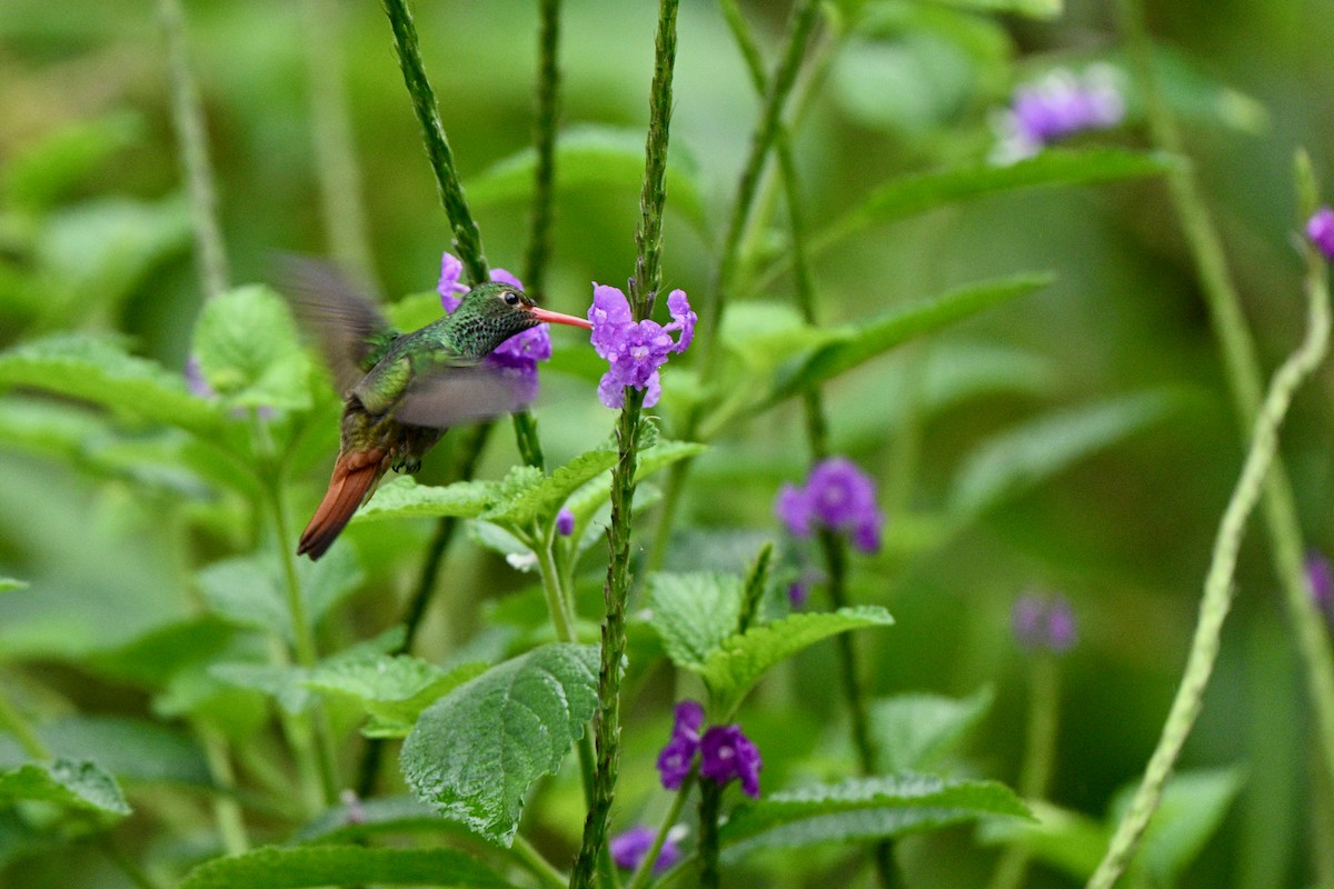 Rufous-tailed Hummingbird - ML646605862